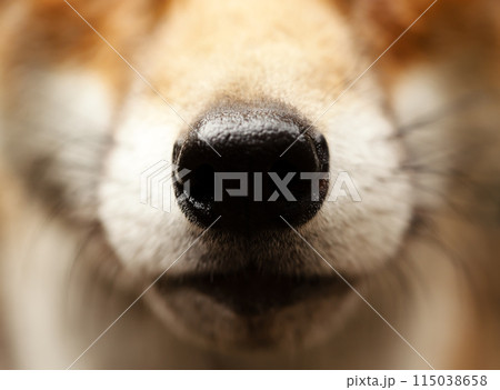 Close-up of a red fox nose 115038658