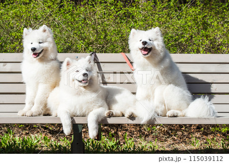 Samoyed White dogs are sitting on a bench Samoyed White dogs are sitting on a bench 115039112