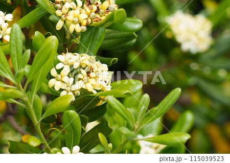 Beautiful white blooms of Australian laurel. Blooming Mock orange bush flowers in the wild. Japanese cheesewood plant. Copy space 115039523