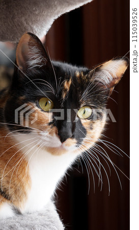 Adorable calico cat with long white whiskers and green eyes on a scratching post shelf in home room. Multicolor cute domestic kitten looking at camera Adorable calico cat with long white whiskers and green eyes on a scratching post shelf in home room. Multicolor cute domestic kitten looking at camera 115039526