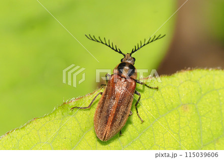 ヒゲナガハナノミ（オス） 115039606