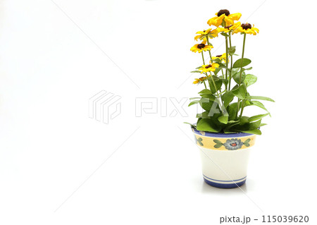 白背景の植木鉢に植えたルドベキア 115039620