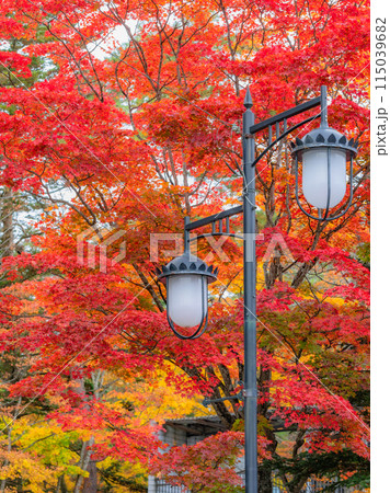 【長野県】軽井沢の街灯と紅葉 ※軽井沢の風景 【長野県】軽井沢の街灯と紅葉 ※軽井沢の風景 115039682
