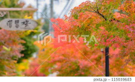 【長野県】軽井沢の紅葉 ※軽井沢の風景 【長野県】軽井沢の紅葉 ※軽井沢の風景 115039683