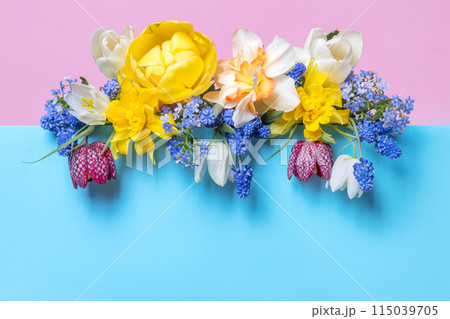 Spring flowers of tulips, muscari, daffodils, grouse on blue podium with place for text. Happy greeting card. Concept scene stage showcase for new product, promotion sale, cosmetic, presentation Spring flowers of tulips, muscari, daffodils, grouse on blue podium with place for text. Happy greeting card. Concept scene stage showcase for new product, promotion sale, cosmetic, presentation 115039705