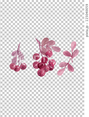 Flat lay collection with red berries. Illustration isolated. Hand drawn. Watercolor currant design for your design Flat lay collection with red berries. Illustration isolated. Hand drawn. Watercolor currant design for your design 115040059