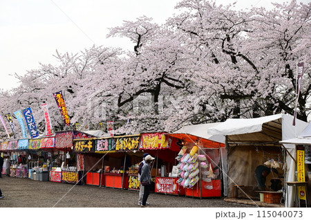 桧木内川堤の桜まつり 桧木内川堤の桜まつり 115040073