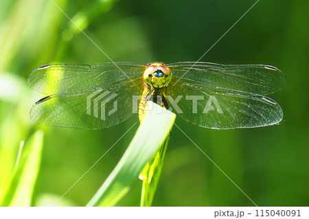 ハラビロトンボ（メス） 115040091