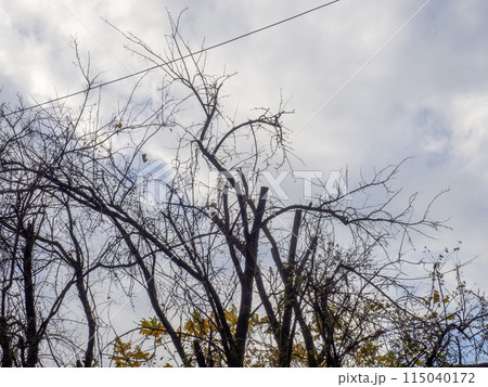 Silhouettes of black bare tree branches and wire. Fallen leaves. Silhouettes of black bare tree branches and wire. Fallen leaves. 115040172