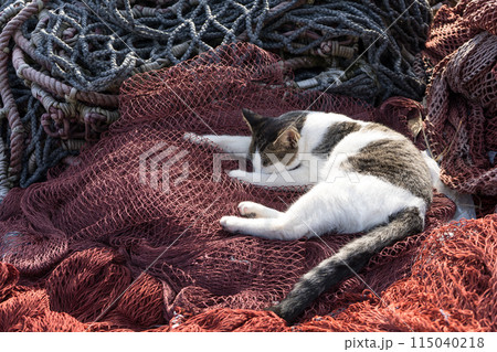 五島列島の漁港で網の上で眠る可愛い猫 五島列島の漁港で網の上で眠る可愛い猫 115040218