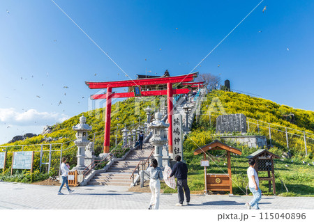 「青森県」春の蕪島神社 「青森県」春の蕪島神社 115040896