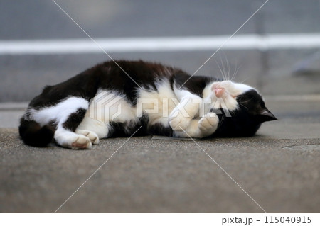 寝転ぶ白黒猫 115040915