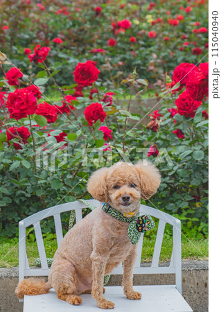 犬と薔薇 115040940