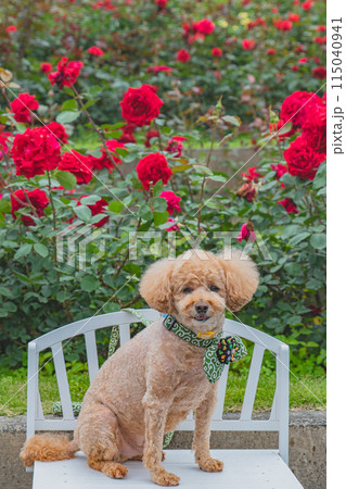 犬と薔薇 115040941