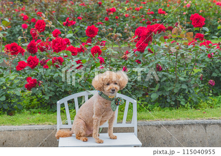 犬と薔薇 犬と薔薇 115040955