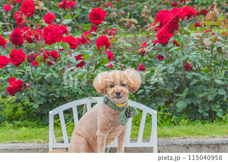 犬と薔薇 犬と薔薇 115040958