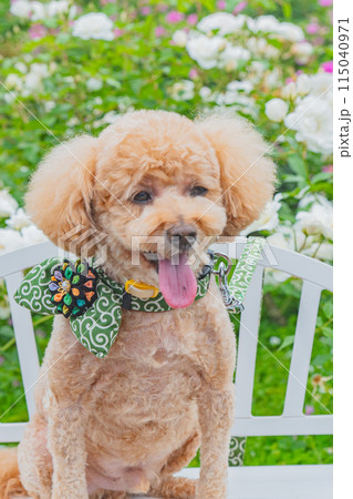 犬と薔薇 犬と薔薇 115040971