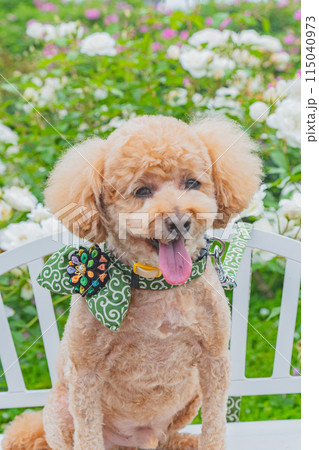 犬と薔薇 115040973