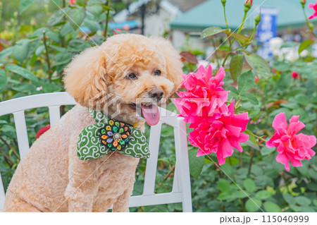 犬と薔薇 犬と薔薇 115040999
