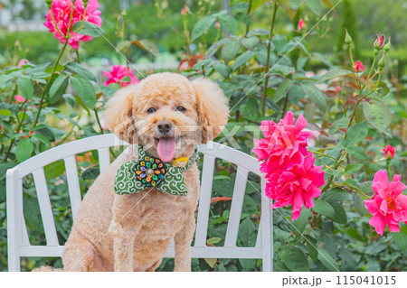 犬と薔薇 115041015