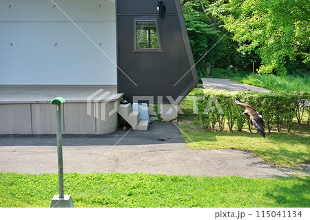 札幌市円山動物園　猛禽類のフリーフライト 115041134