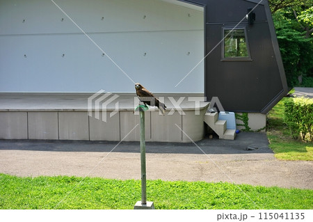 札幌市円山動物園 猛禽類のフリーフライト 札幌市円山動物園 猛禽類のフリーフライト 115041135