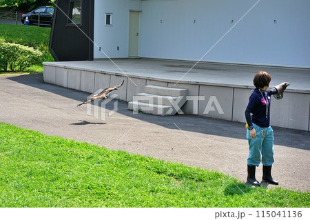 札幌市円山動物園　猛禽類のフリーフライト 115041136