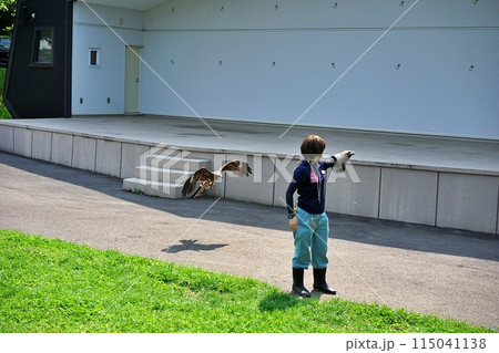 札幌市円山動物園　猛禽類のフリーフライト 115041138
