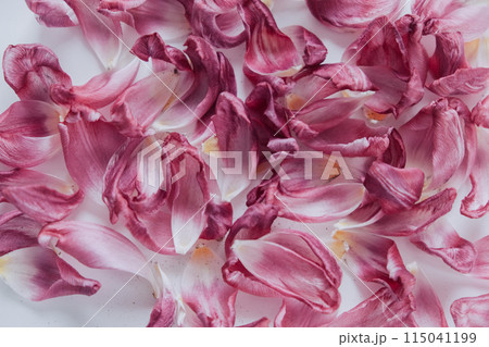 Dry purple petals on the table 115041199