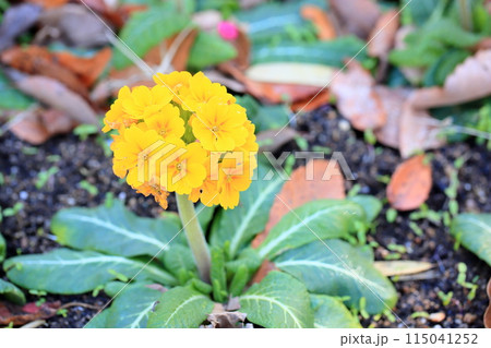 可愛い　プリムラの花 115041252