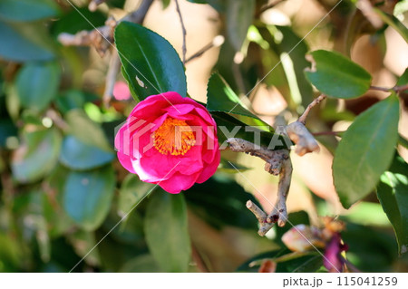 サザンカの花 サザンカの花 115041259