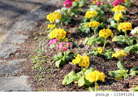 可愛い　プリムラの花 115041261