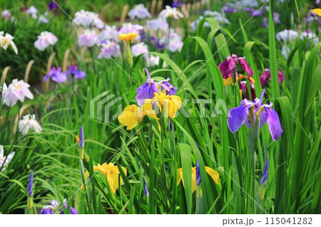 花菖蒲にピンクと白色の菖蒲の花が咲いてます 花菖蒲にピンクと白色の菖蒲の花が咲いてます 115041282