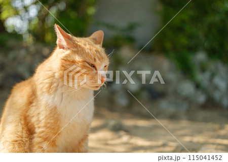 茶色の毛をした猫　野良猫　地域猫 115041452