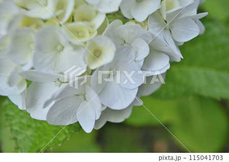 紫陽花、色とりどり 115041703