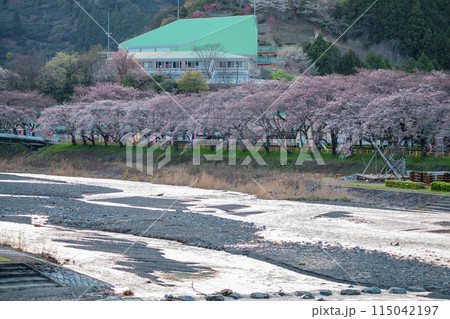 静岡県島田市　家山の桜　2024年 115042197