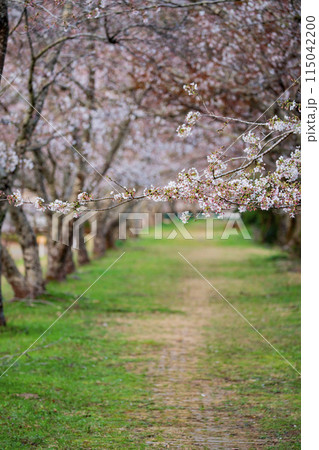 静岡県島田市　家山の桜　2024年 115042200