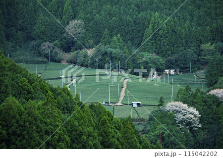 静岡県島田市　家山の桜　2024年 115042202