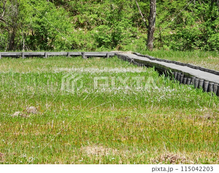 水生植物のミツガシワの花咲く親海湿原の木道 115042203