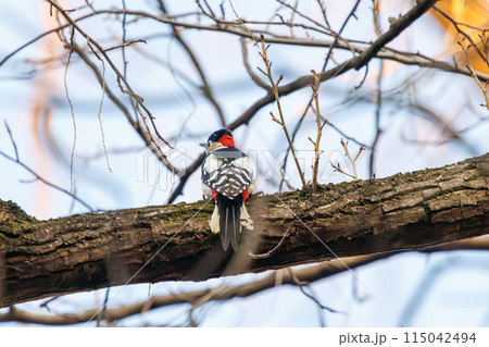 美しいアカゲラ（キツツキ科）。  日本国東京都文京区、小石川植物園にて。 2024年新春撮影。 115042494