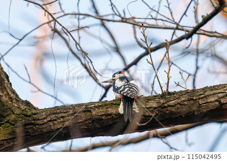 美しいアカゲラ（キツツキ科）。  日本国東京都文京区、小石川植物園にて。 2024年新春撮影。 115042495