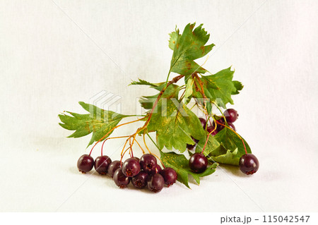 Hawthorn (fruit of the common hawthorn, Crataegus pentagyna) Hawthorn (fruit of the common hawthorn, Crataegus pentagyna) 115042547