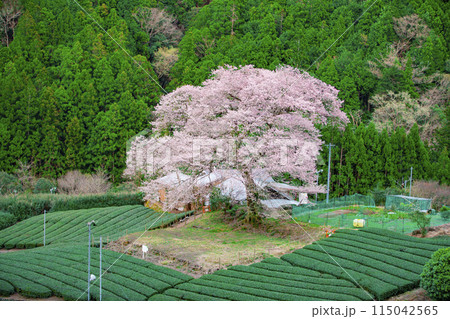静岡県島田市　牛代の水目桜 115042565