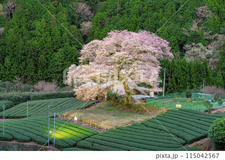 静岡県島田市　牛代の水目桜 115042567