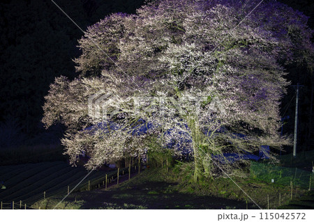 静岡県島田市　牛代の水目桜 115042572