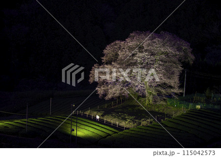 静岡県島田市　牛代の水目桜 115042573