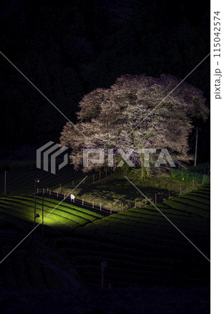 静岡県島田市　牛代の水目桜 115042574