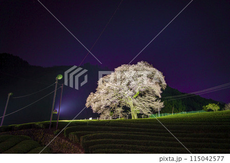 静岡県島田市 牛代の水目桜 静岡県島田市 牛代の水目桜 115042577