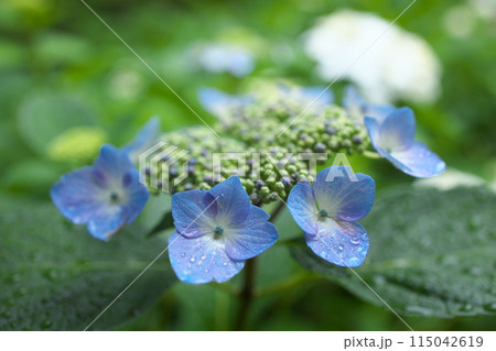 公園に咲く紫陽花 公園に咲く紫陽花 115042619