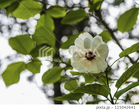 オオヤマレンゲの白い花 115042641